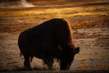 Photo sur Plexiglas Bison Sunrise where the buffalo roam