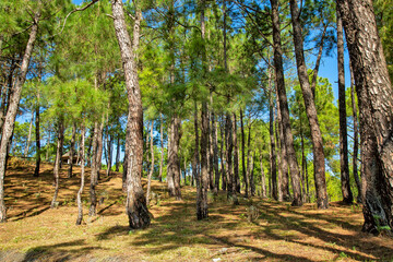 Deodars cedar trees in Dandeshwar, Jageshwar Road,Almora,Uttarakhand,India