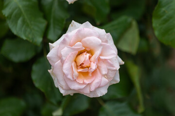 ヨハン シュトラウス