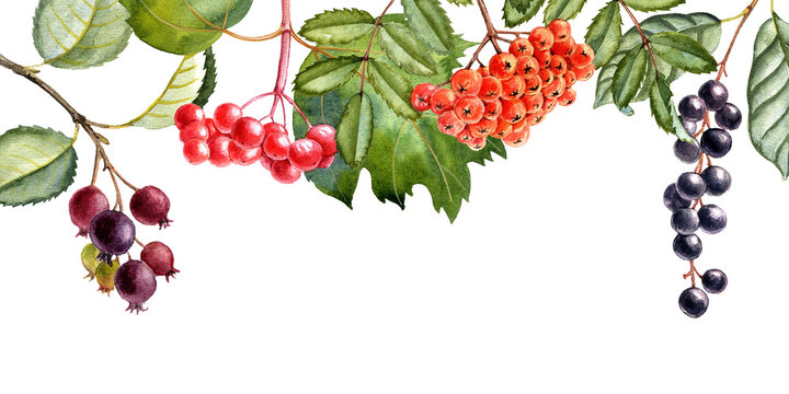 watercolor drawing branches of trees with green leaves and berries, guelder rose, rowan, bird cherry and shadberry, hand drawn illustration