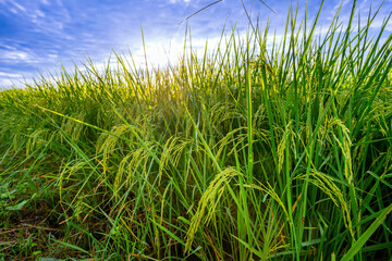 Rice fields and Bokeh dew drop on the top of the rice fields in the morning sun, along with the...