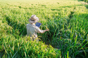 Naklejka na ściany i meble male farmer holding a tablet in hand Standing in the rice fields looking for information on rice production, Ears of rice in a rice field in Thailand.
