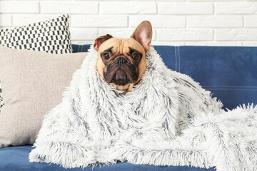 Cute French bulldog with plaid on sofa at home
