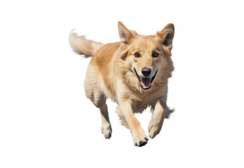 Dog running No shadows, highest details, sharpness throughout the image, highest resolution, lifelike, white background