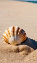 seashell on the beach