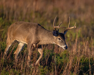 White-tailed Deer male