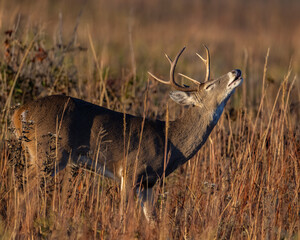 White-tailed Deer male