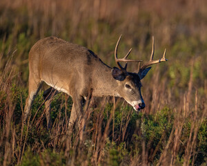 White-tailed Deer male