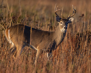 White-tailed Deer male