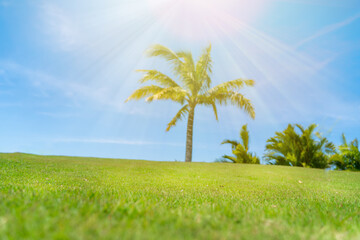 Fototapeta premium Green grass field with palm tree and blue sky on background