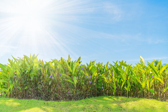 Green decorative phrynium leaves on blue sky background at sunny spring day
