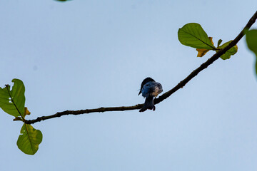 Black Drongo