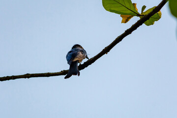 Black Drongo