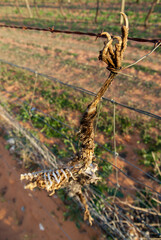 Bird carcass used as scarecrow