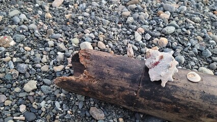 浜に打ち上がった枯れ木・流木／dead tree washed up on the beach・Driftwood／해변에 쏟아진 죽은 나무・유목