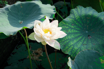 Fine art - Beautiful blossoming white lotus flowers and lotus flower plants