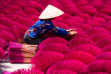Vietnam incense sticks are drying under sunlight, with Vietnamese woman in connical hat working...