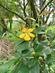 yellow flower in the garden