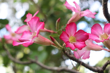 pink magnolia flowers