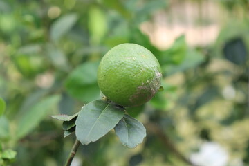 lime on tree