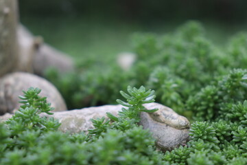 moss on the rocks