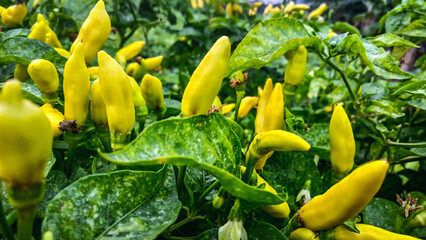 "The vibrant chili plant stands tall, adorned with glossy, elongated leaves in various shades of green. Its slender stems bear clusters of fiery red, orange, or green peppers, dangling like jewels ami