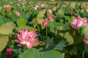 Pink lotus flowers among green leaves on lake