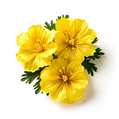 Yellow marigold flowers bouquet isolated on white background cutout