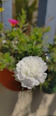 White rose flower