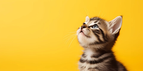 Kitten looking up at yellow background - obrazy, fototapety, plakaty