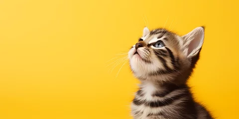 Deurstickers Kitten looking up at yellow background © ginstudio