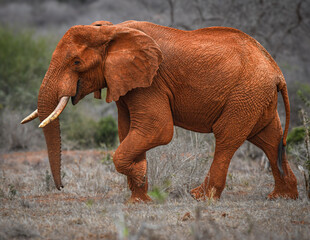 Red elephant