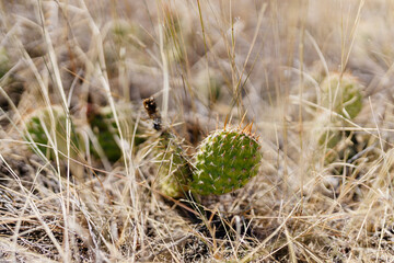 Dry grass, cacti, desert plants close-up