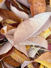 Pile of Leaves with Water Drops