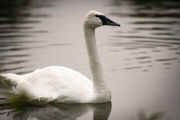 Fototapeta premium swan on the water