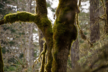 A coastal & forest scene at Vancouver Island's East Sooke Park where the Pacific Ocean meets Canada's rain forest 