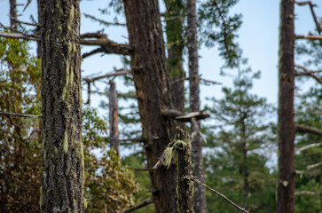Obraz premium A coastal & forest scene at Vancouver Island's East Sooke Park where the Pacific Ocean meets Canada's rain forest 