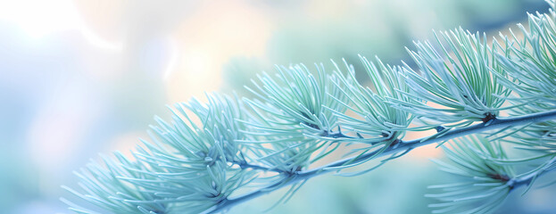 A close up of a blue green pine branch with light blue