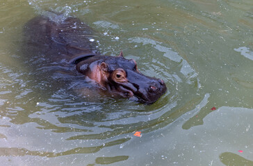 A huge hippopotamus in the water opens its mouth with sawed-off fangs. Wild animals in their...