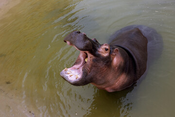 A huge hippopotamus in the water opens its mouth with sawed-off fangs. Wild animals in their...