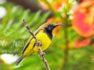 Yellow billed hornbill, yellow bird on a branch, and yellow-headed woodpecker in a natural setting