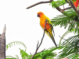 Sun conure, Red and green parrot perched on a branch