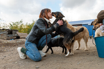Dog at the shelter. Animal shelter volunteer takes care of dogs. Animal volunteer takes care of...