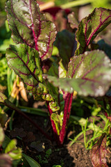 organic beetroot in the garden