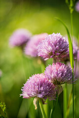 Chive flowers in the garden