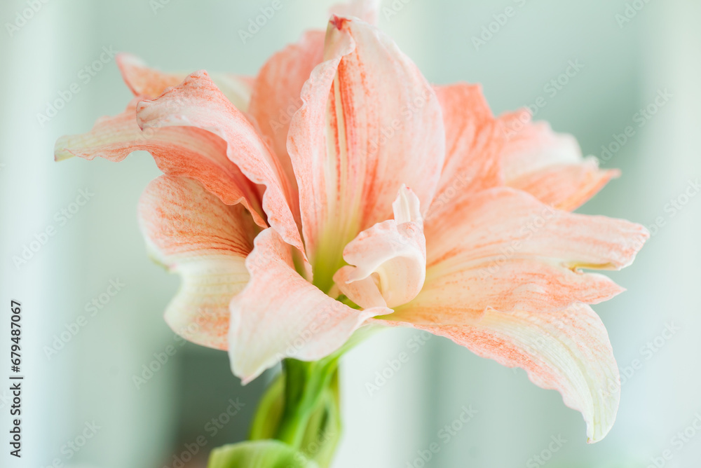 Wall mural pink amaryllis in the pot