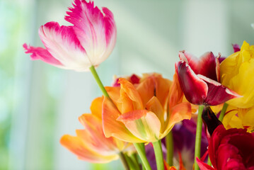 colorful tulips in the vase