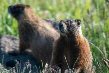 marmot in the grass