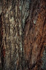 Obraz premium Deciduous tree bark. Textural background