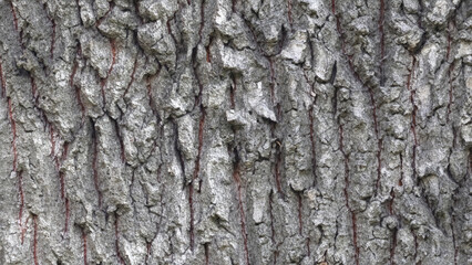 Obraz premium Deciduous tree bark. Textural background